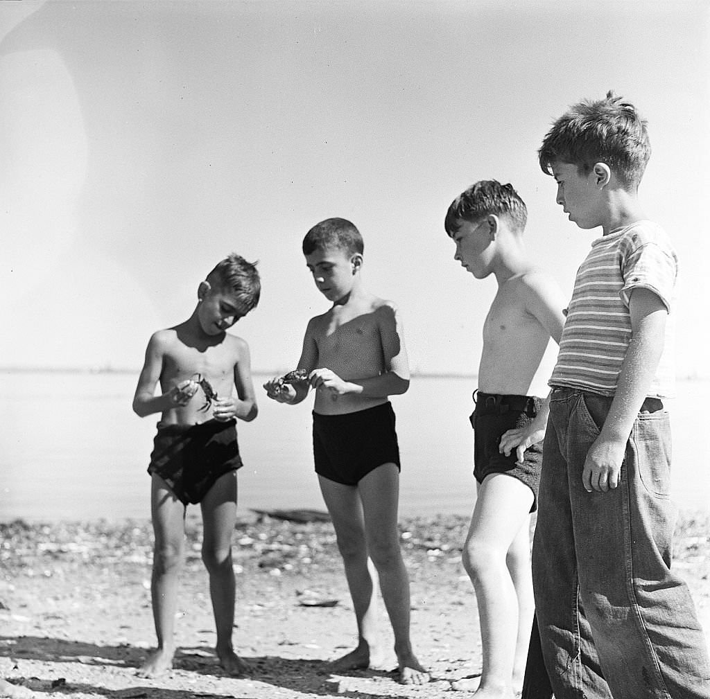 Boys examine a crab on the beach on Cape Cod, Provincetown, Massachussetts, 1947.