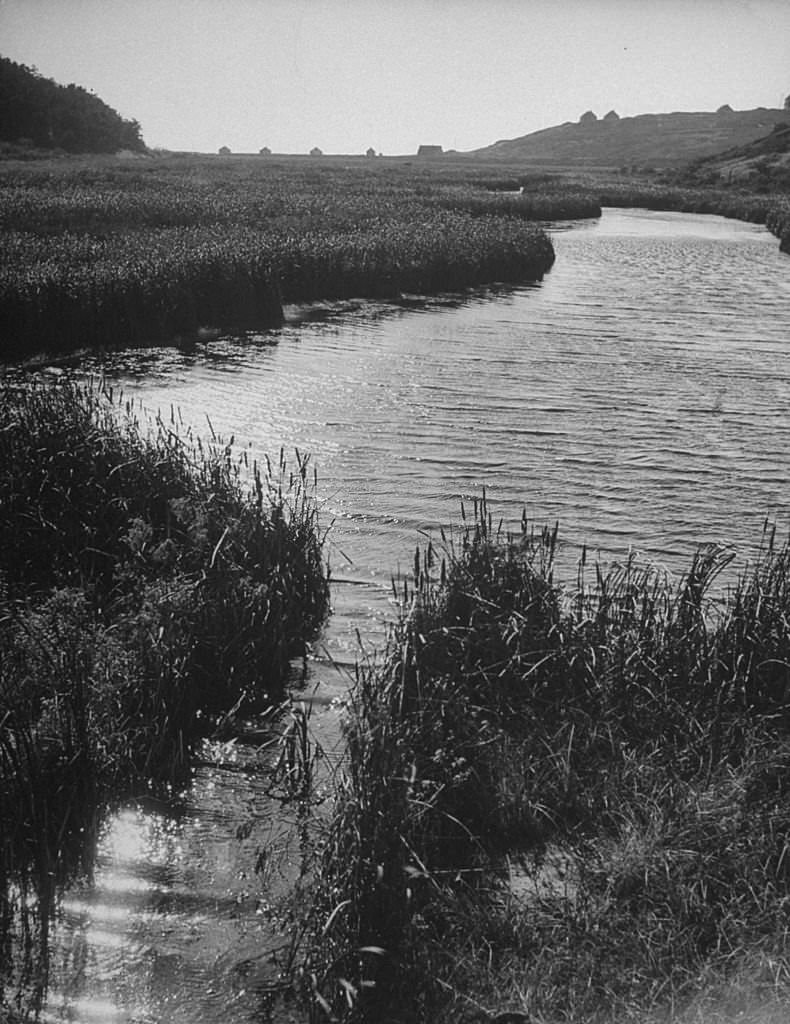 A view of a stream in Corn Hill, Massachusetts, 1945.