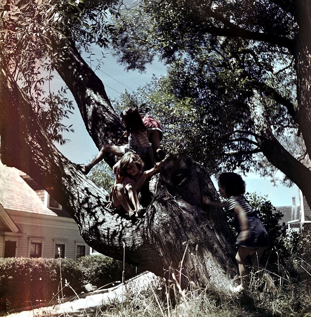 Children play and climb a tree, Provincetown, Massachusetts, 1948.