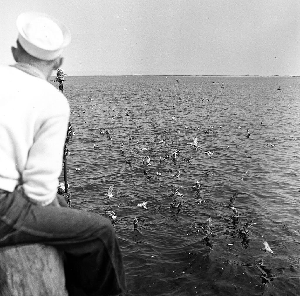 A man wearing a sailor's hat and denim jeans looks out onto the ocean, with a large group of seagulls on the water on Cape Cod, Provincetown, Massachussetts, 1947.