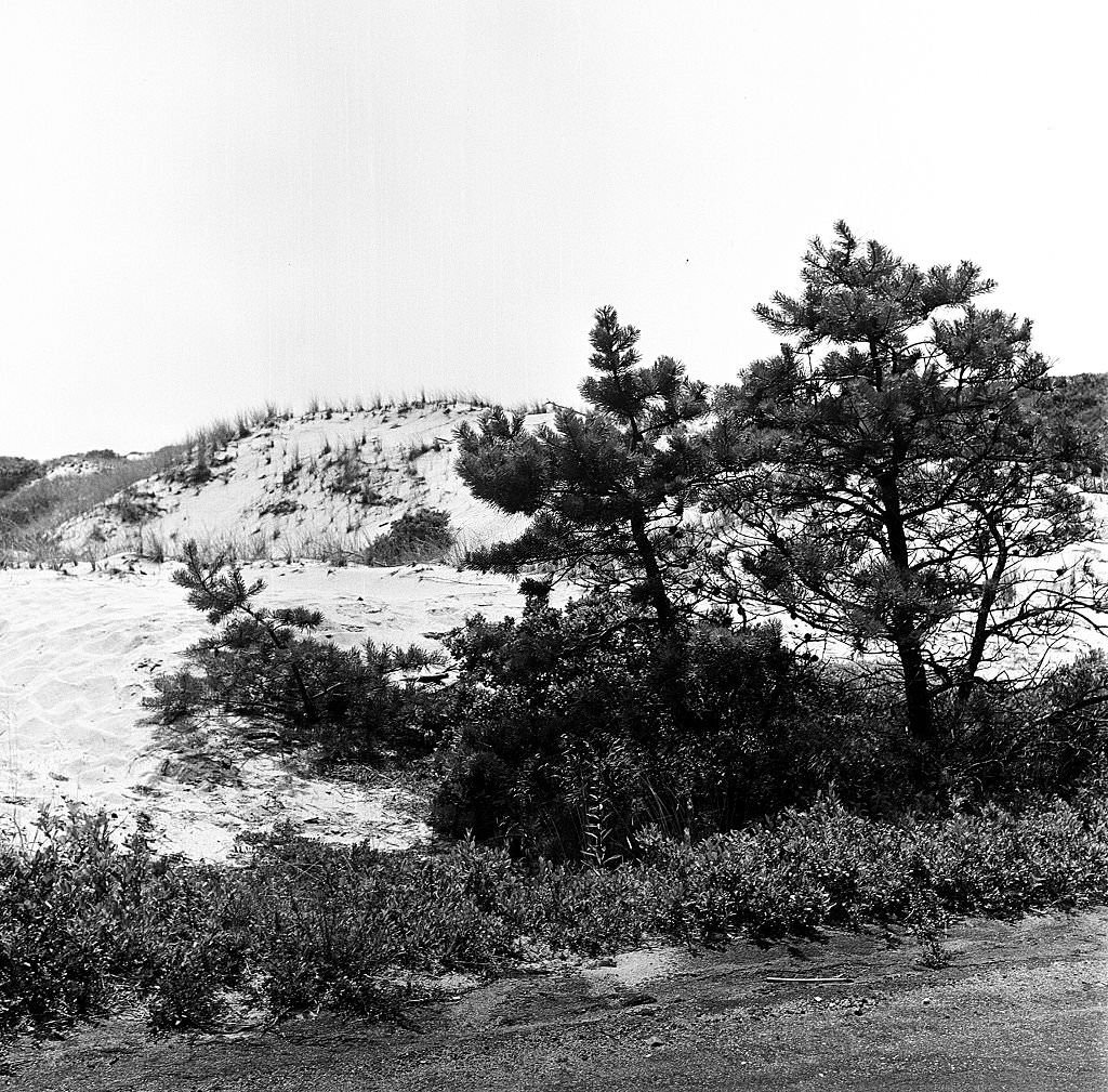 view of the plants and brushes growing the sand dunes of the beach, Provincetown, Massachusetts, 1948.