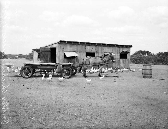 Mule-pulled wagon in front of poultry house 1943