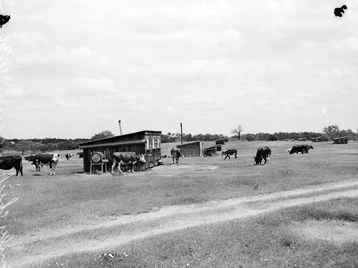 Cattle and poultry houses, 1943. L-3069-G shows close up of cattle around poultry houses.