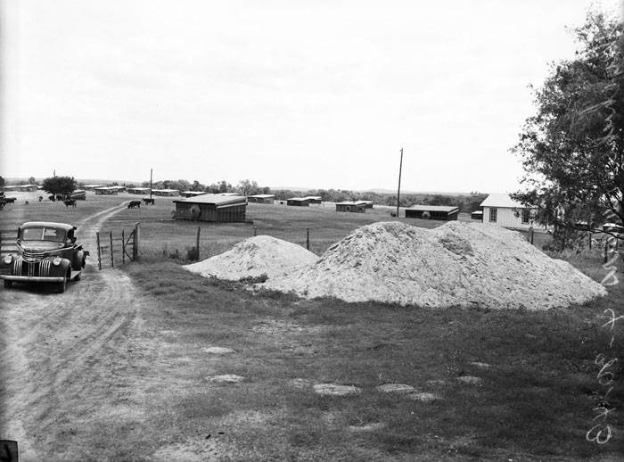 Cattle around poultry houses, 1943