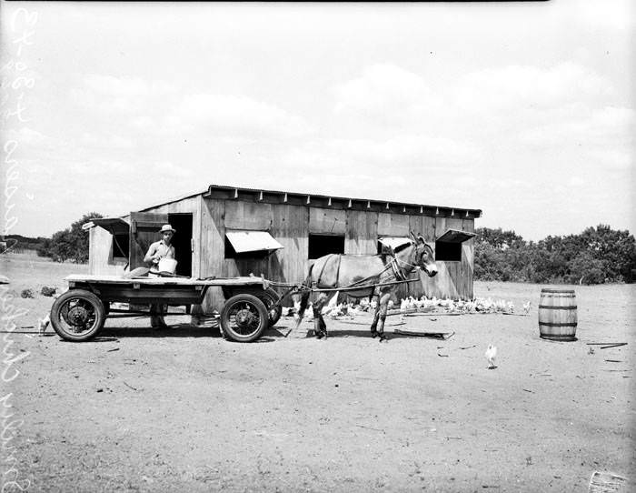 Mule-pulled wagon in front of poultry house, 1943