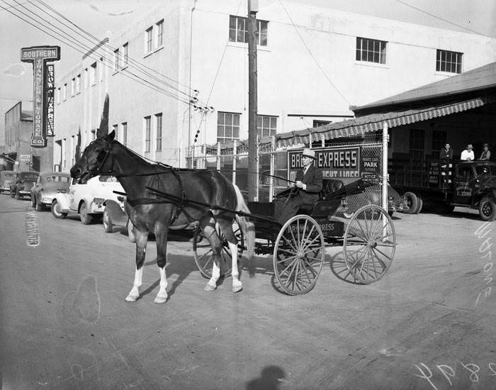 Ira Malone in horse-drawn buggy, 1942