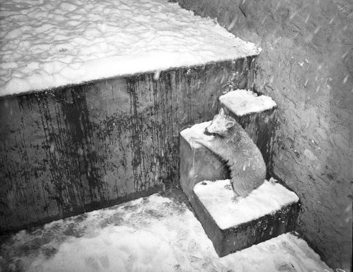 Snow at San Antonio Zoo, San Antonio, 1949