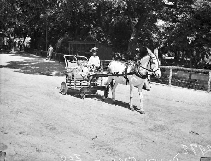 Children riding in horse-drawn cart at San Antonio Zoo, San Antonio, 1942