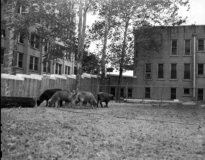 Robert B. Green Hospital, closed for renovation, 1947