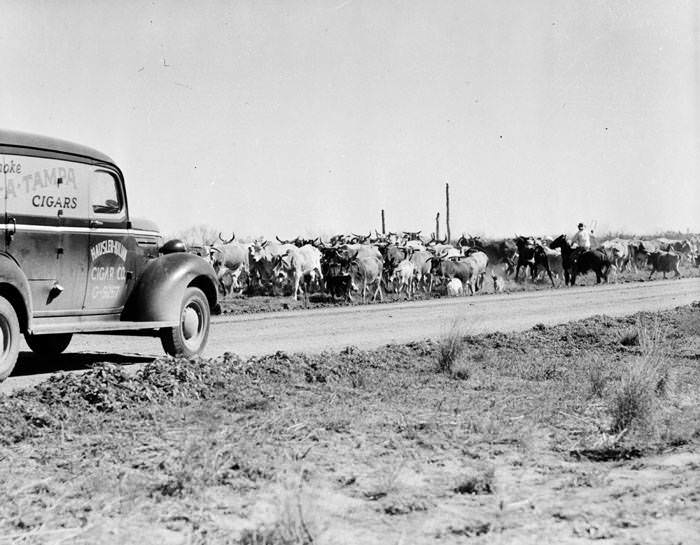 Cattle round-up on ranch in La Salle County, 1941