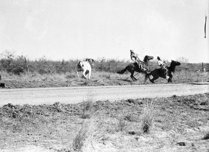 Cattle round-up on ranch in La Salle County, 1941