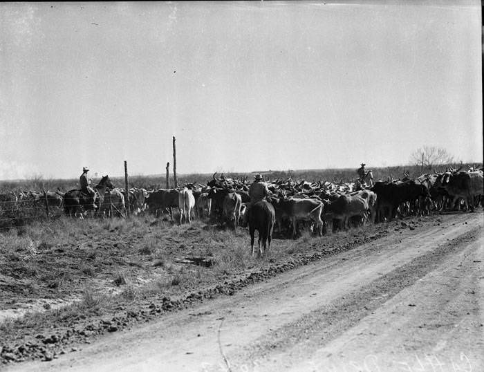 Cattle round-up on ranch in La Salle County, 1941