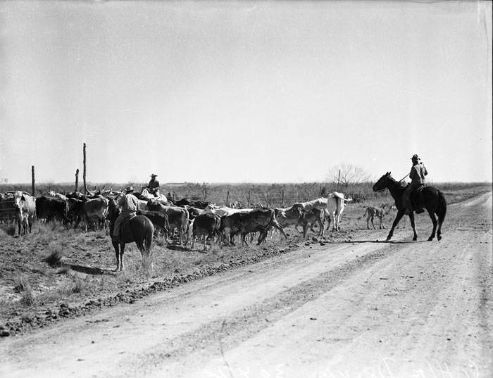 Cattle round-up on ranch in La Salle County, 1941