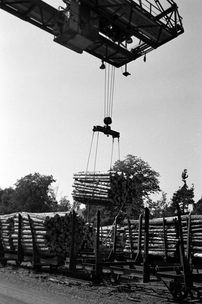 Woodchip on the beach at Norrsundet, Uppsala, Sweden, 1969.