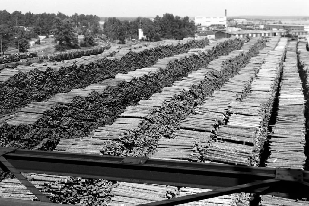 Woodchip on the beach at Norrsundet, Uppsala, Sweden, 1969.