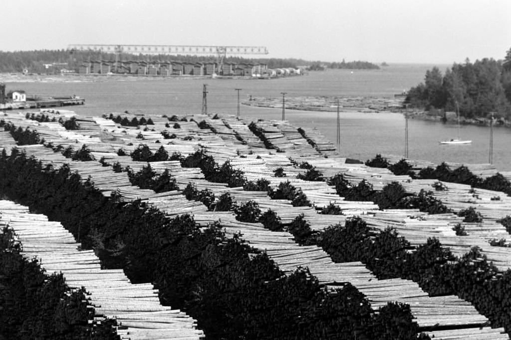 Woodchip on the beach at Norrsundet, Uppsala, Sweden, 1969.