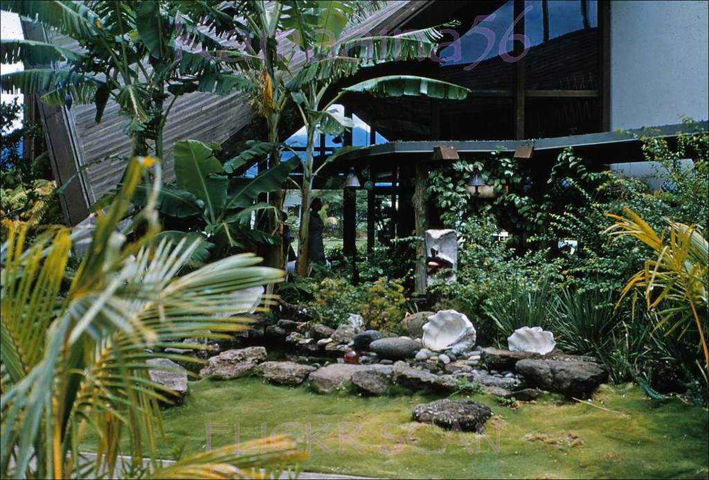 The tropical garden outside the Ravi Lobby at the old Waikikian Hotel, 1957