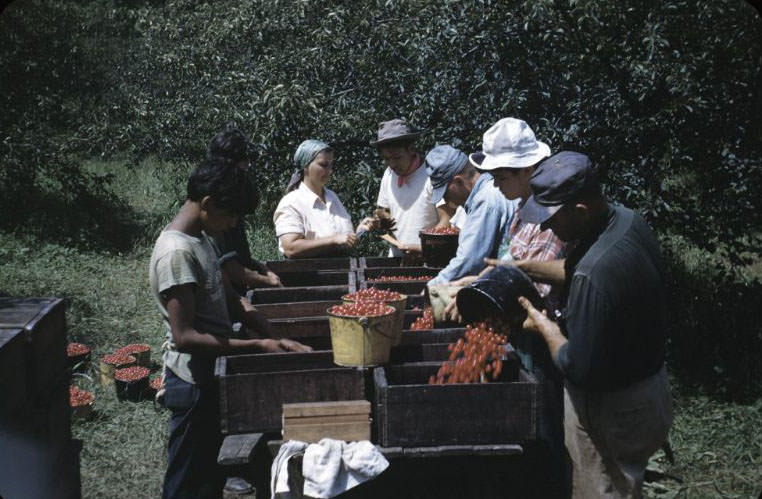 Checking station at cherry orchard, Bethany Indian Mission, Wittenberg, Wisconsin, 1953