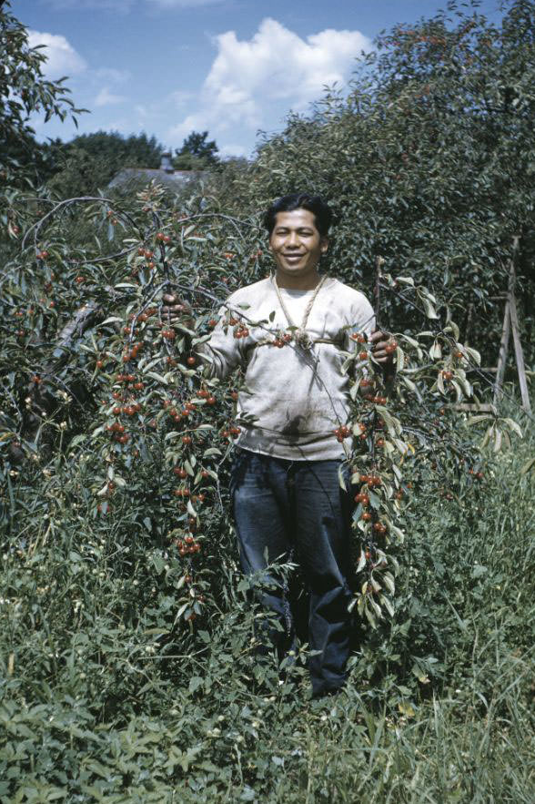 Julian Valena in cherry orchard, Bethany Indian Mission, Wittenberg, Wisconsin, 1953