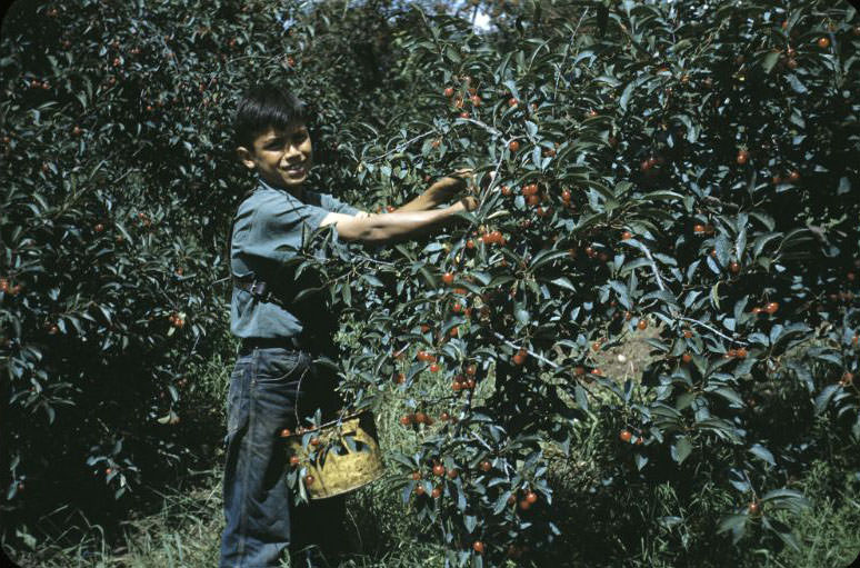 Boy picking cherries, Bethany Indian Mission, Wittenberg, Wisconsin, 1953