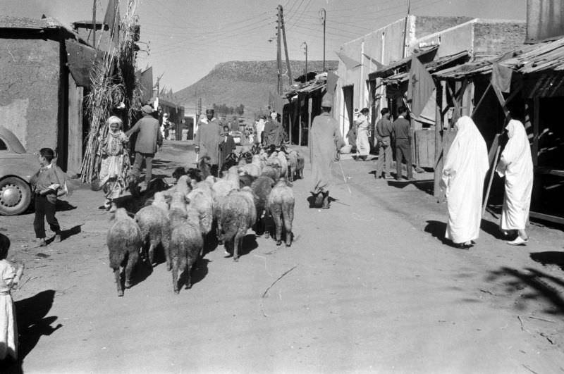 Shepherd leading sheep through village in Atlas Mountains, 1960s