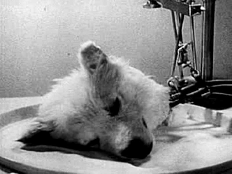 A Soviet Doctor removed a Dog's Head and Kept it Alive without Its Body, 1920s