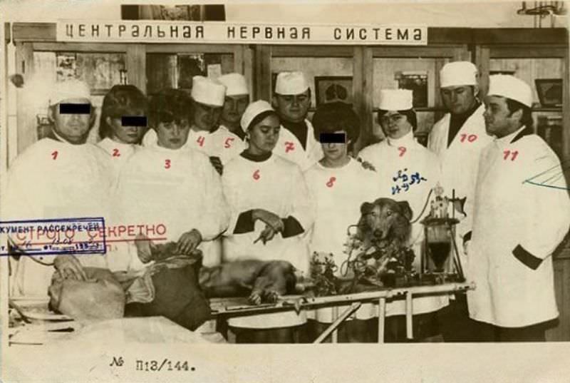 A Soviet Doctor removed a Dog's Head and Kept it Alive without Its Body, 1920s
