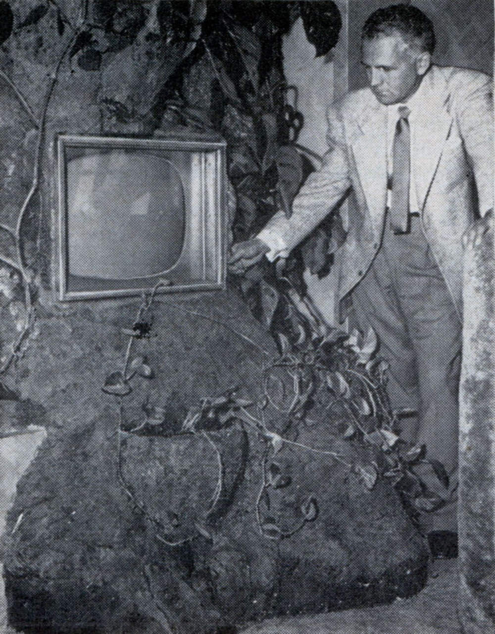 Television set is built into huge tree trunk fitted into wall of living room. Dials are mounted at side.