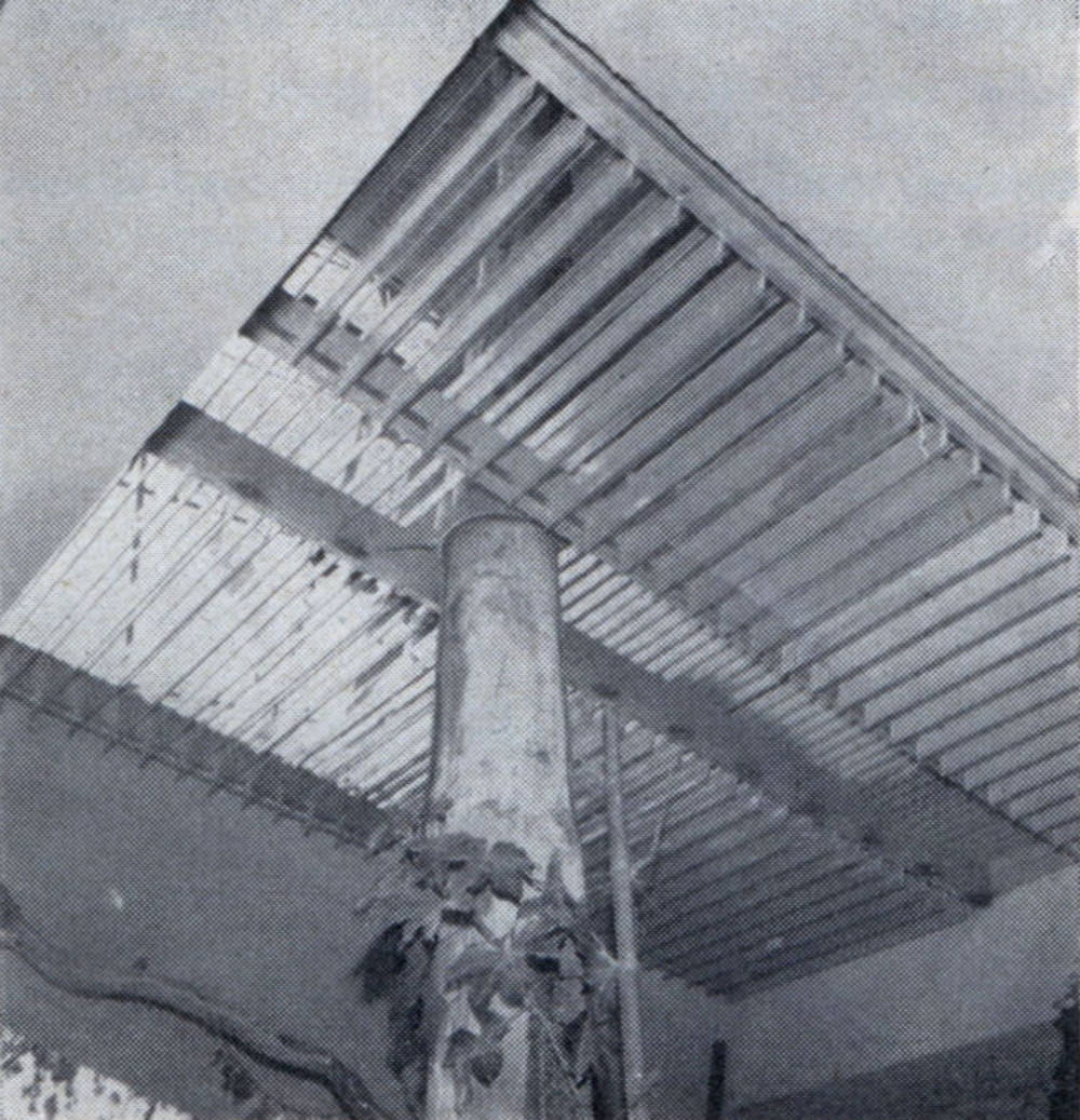 Tree inside house extends full three stories, here passes through large floor window of louvered glass.