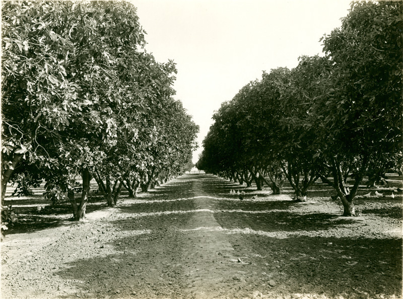 Fig orchard near Bakersfield, 1907