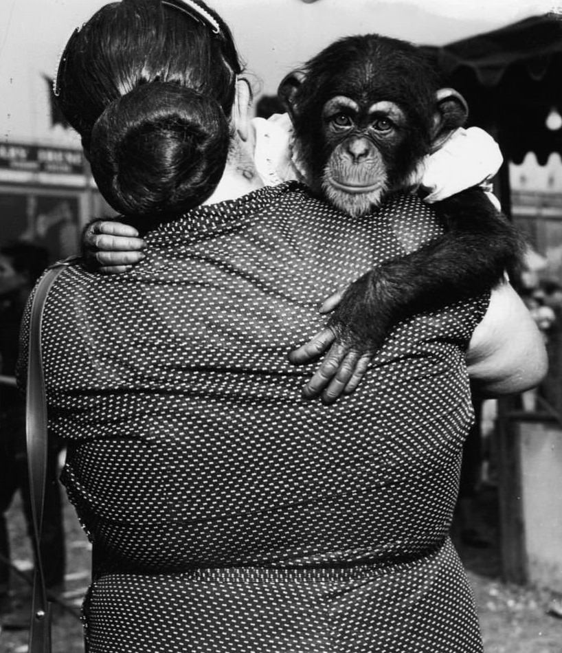 Woman holding a himp during the filming of 'Tarzan's Peril'