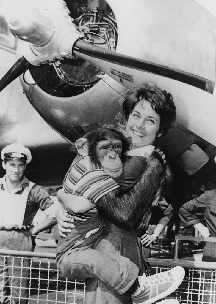 Vera Tschechowa holding trained chimpanzee Moritz in her arms, 1960