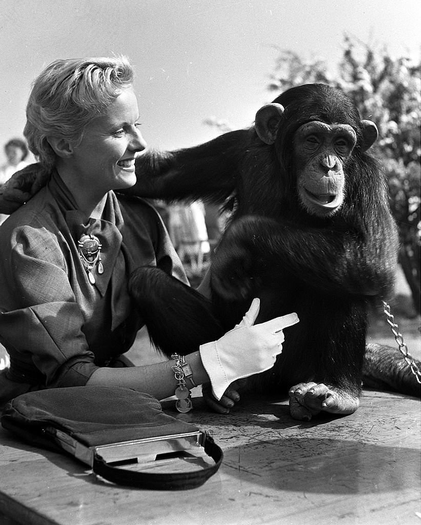 Anne Todd with a chimpanzee.