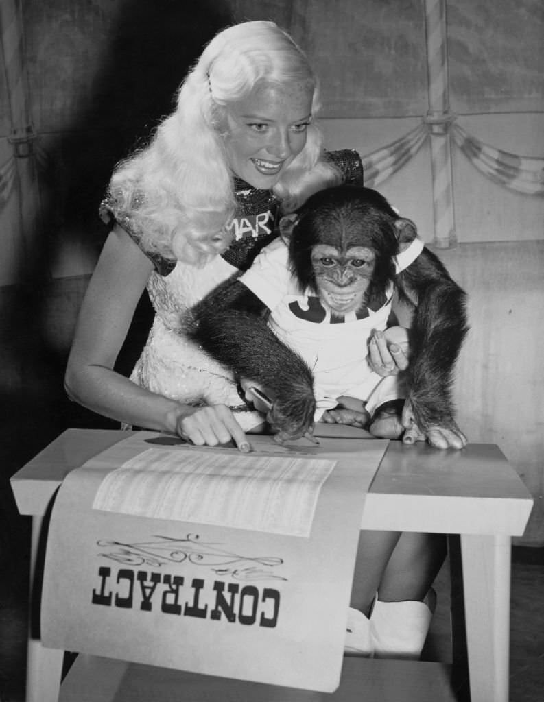 Mary Hartline helping a young chimpanzee to sign a contract, 1950