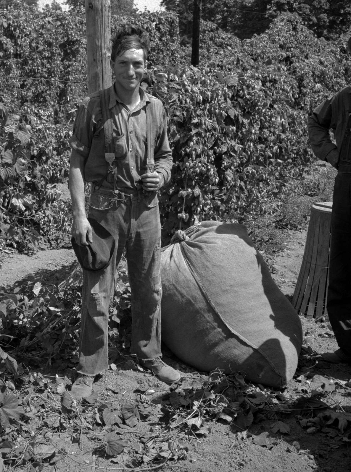 Young migrant worker brings his hops to weigh scales. From five a.m. until noon, 1939