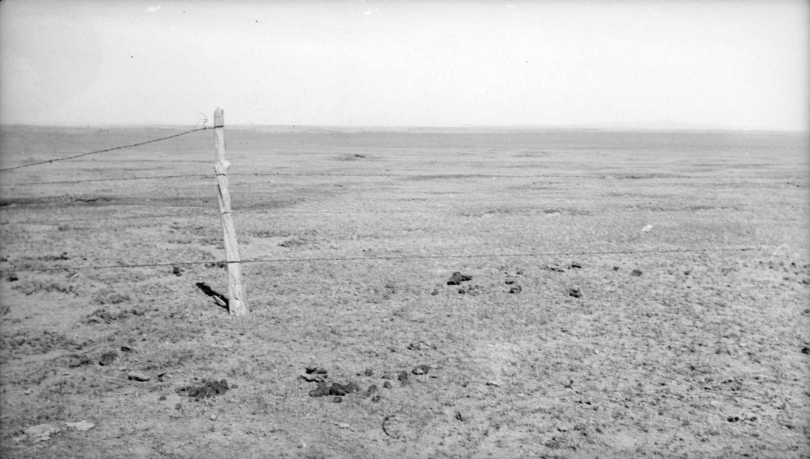 Stand of vega grass eaten off close. In good seasons hay can be cut from areas like this, New Mexico, 1934