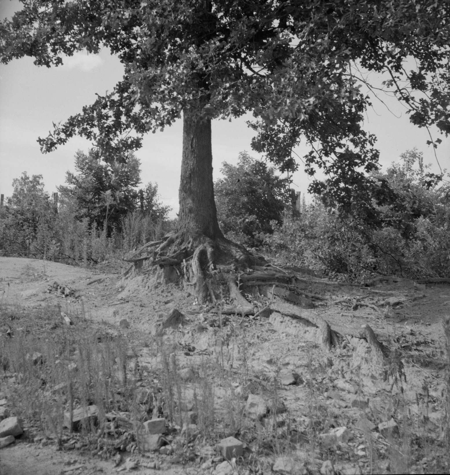 The tree roots show how the land has been washed away on this old plantation. Wray Plantation, Greene County, Georgia, 1930s