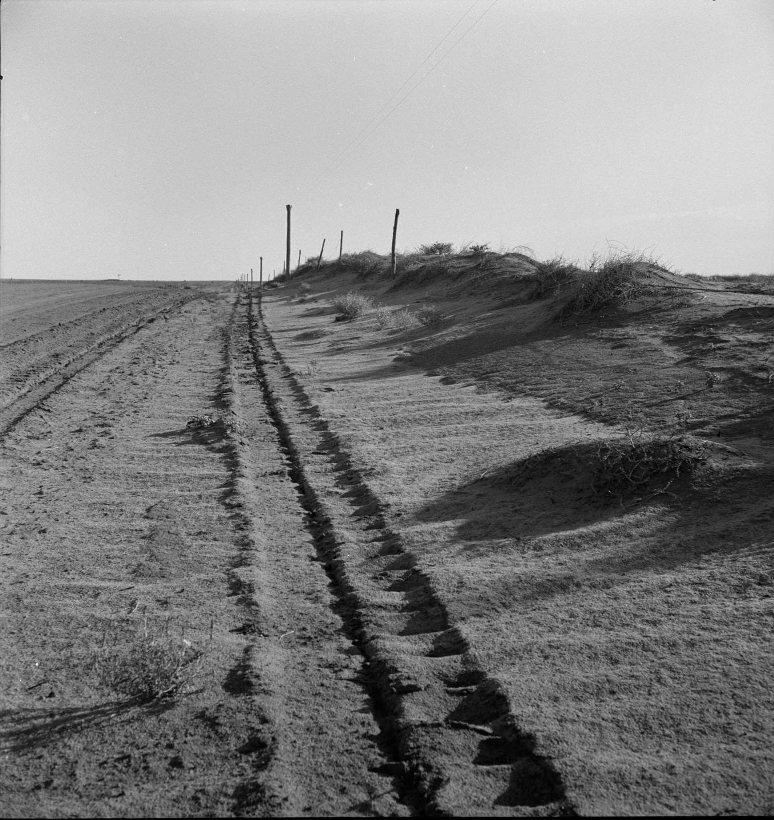 Sand drift along fence. Dust Bowl, north of Dalhart, Texas, 1930s