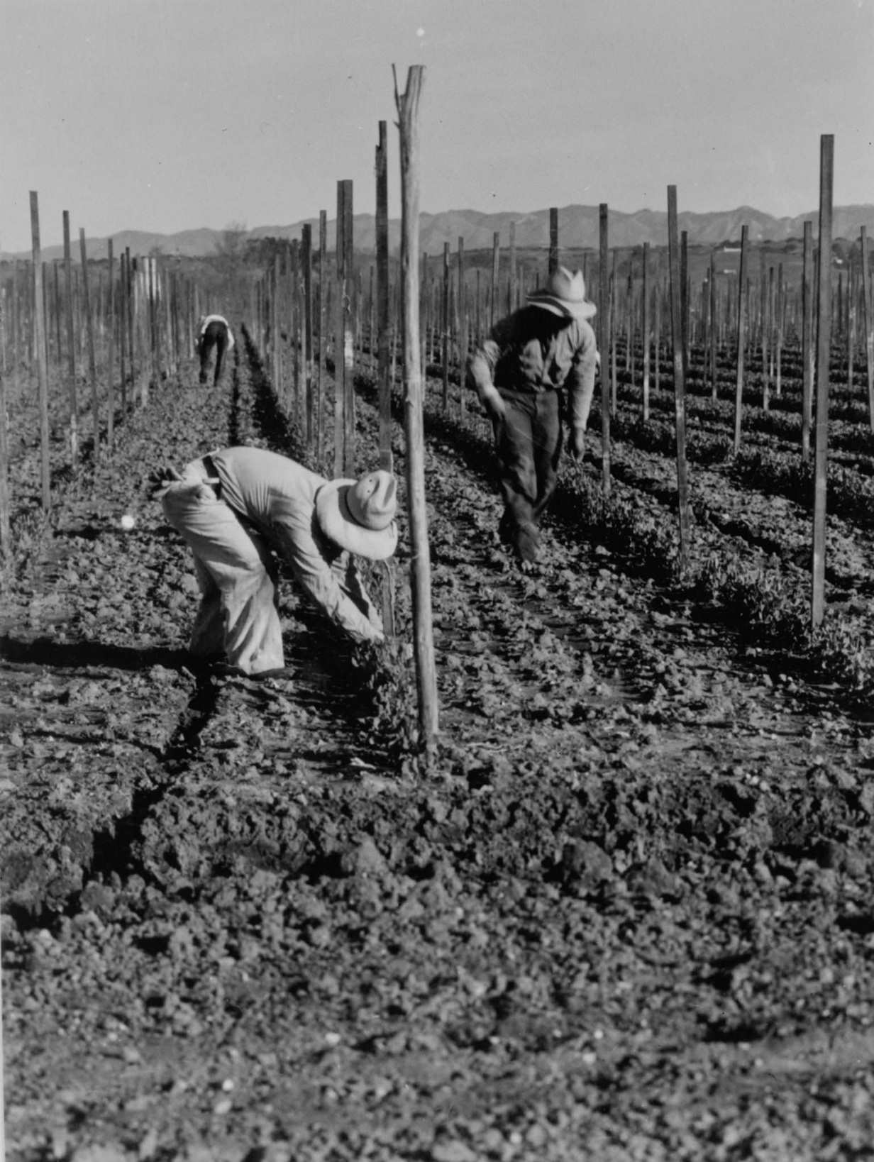 Migrant worker during the great depression, 1930s