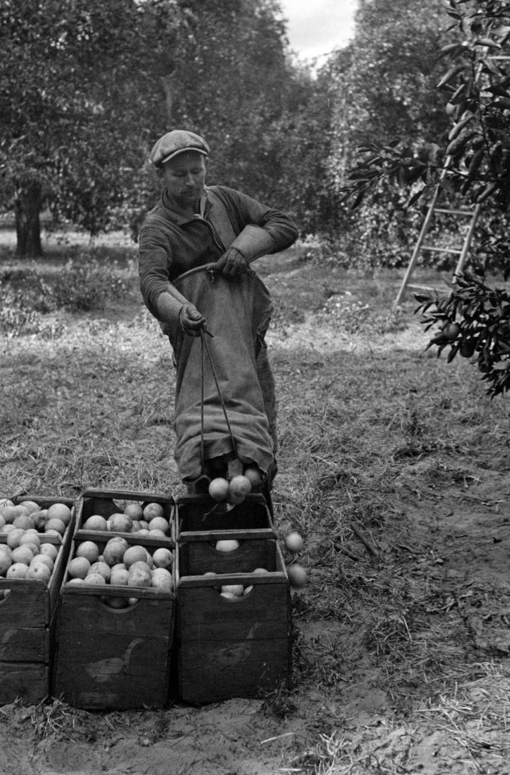 A Florida orange picker. Many of these workers are migrants, Polk County, Florida, 1930s