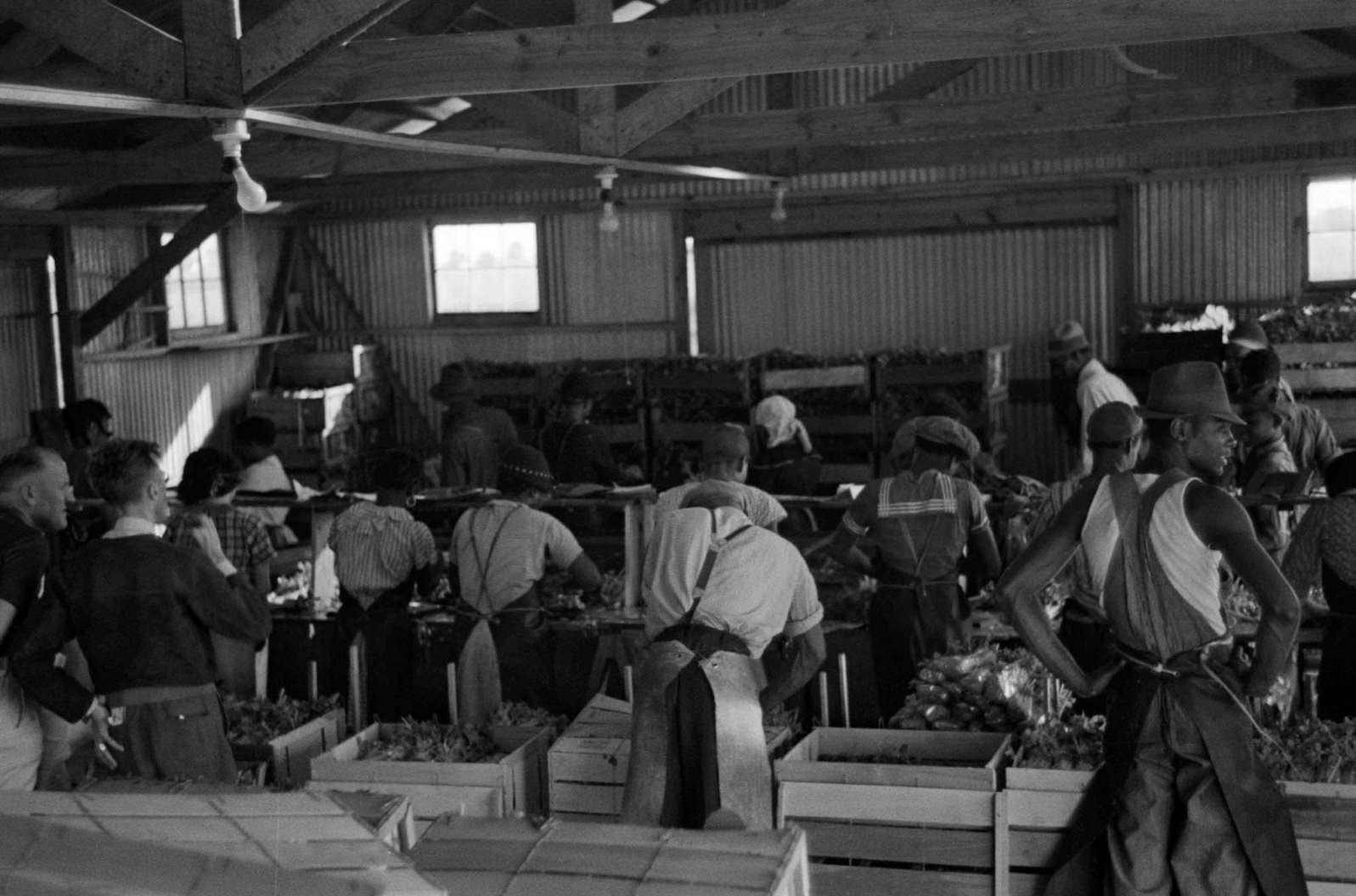 Packing celery at Sanford, Florida. Many of these workers are migrants, 1938