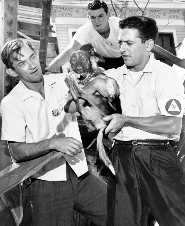 A terrified dog is rescued from the debris left by Hurricane Carla.