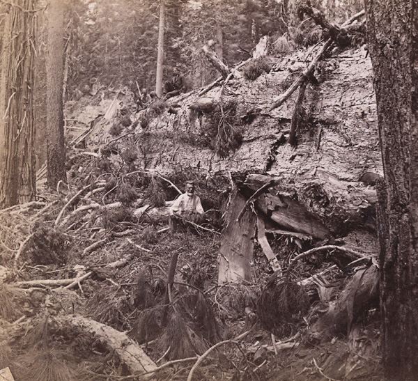 A Felled Tree, 78 feet circumference, 1860