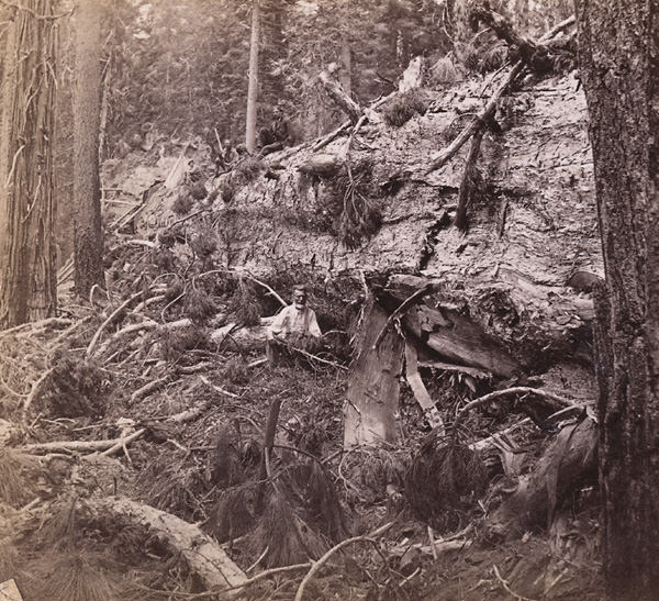 A Felled Tree, 78 feet circumference, 1860