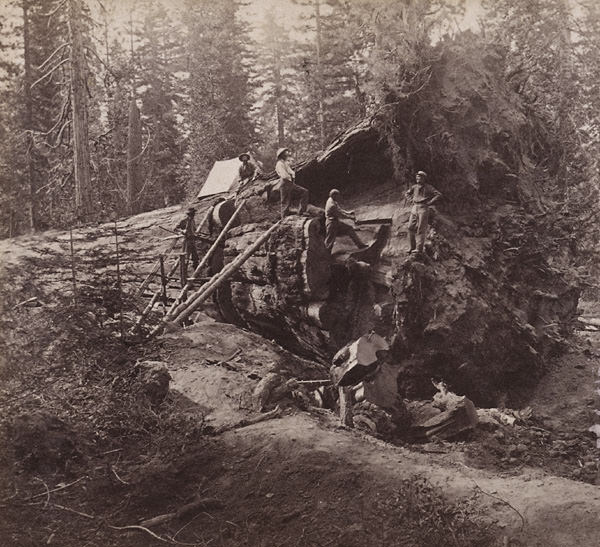 Cutting Out a Section of the Big Tree, 1860