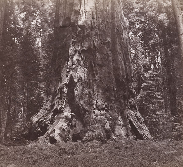Big Tree in the Fresno Grove, 79 feet circumference--10 miles south, 1870