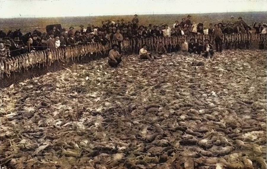 Result of a Day's Rabbit-Drive, Fresno, 1893