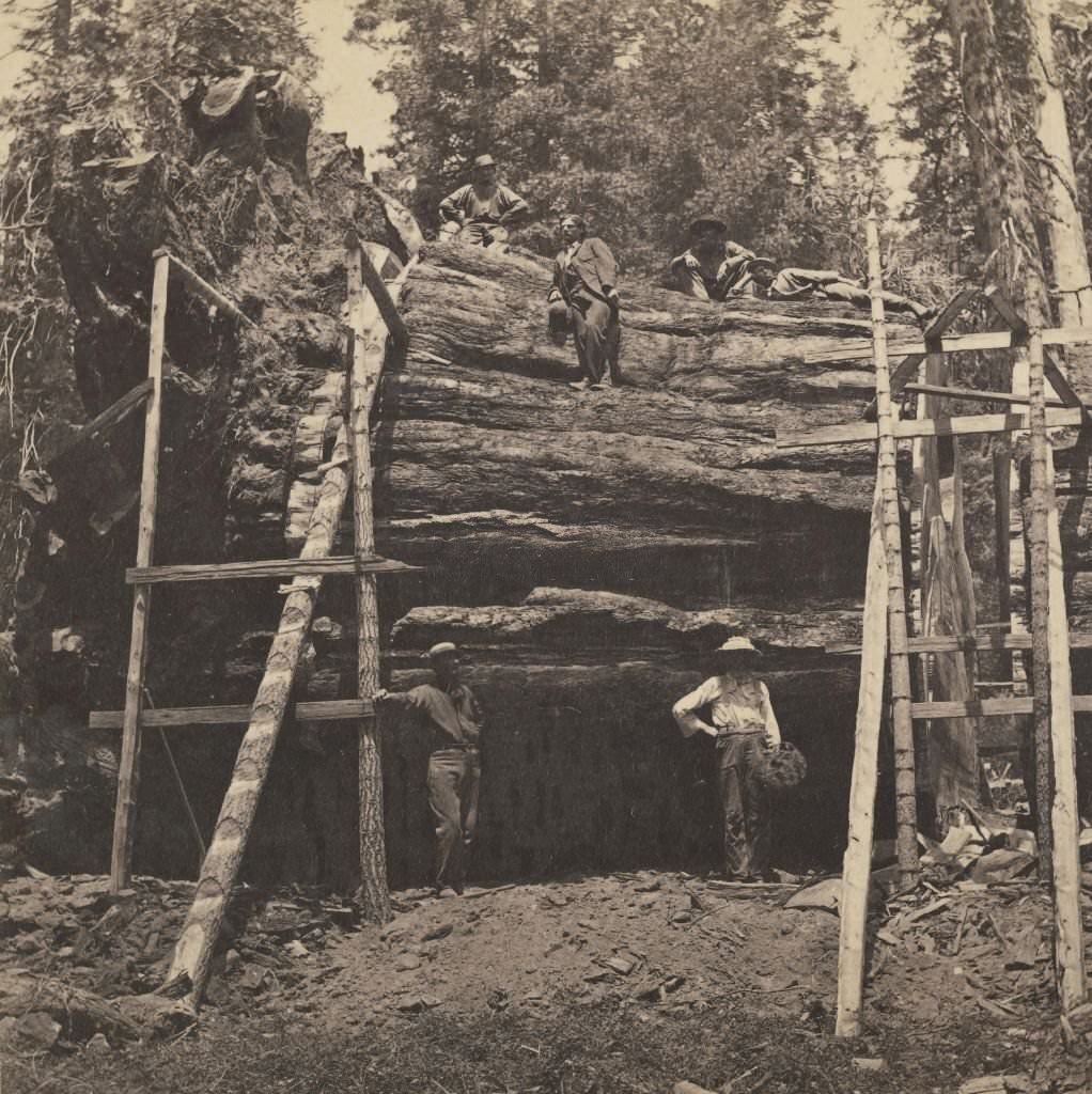 Cutting off section of Big Tree, 1870