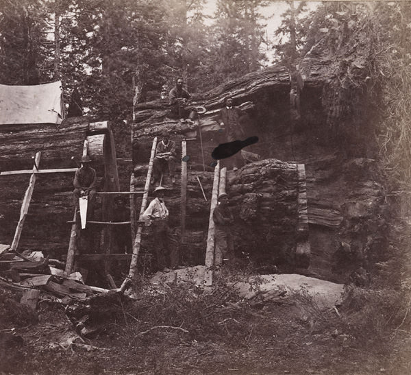 1 The Cross-Cut in the Big Tree, 1860