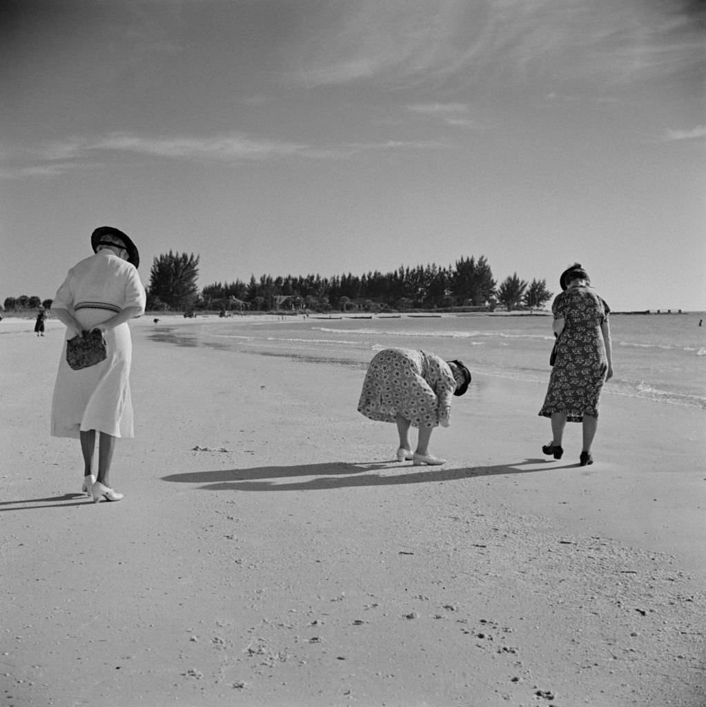 Women in Dresses Collecting Seashells on Beach, Rear View, Sarasota, Florida, January 1941